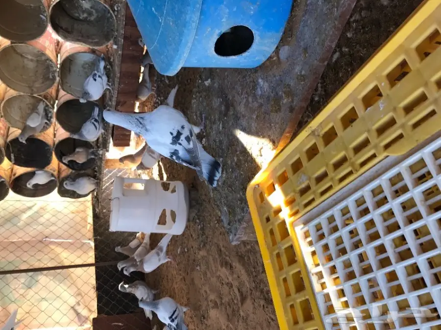 زاجل آيس (image 5)