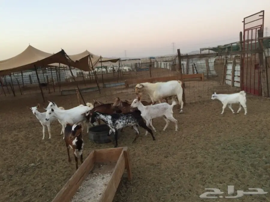 معزا بيشيات حبص الجرم الصغير  (image 2)