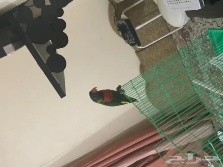 فرخ بغبغاء لوري ريمبو 