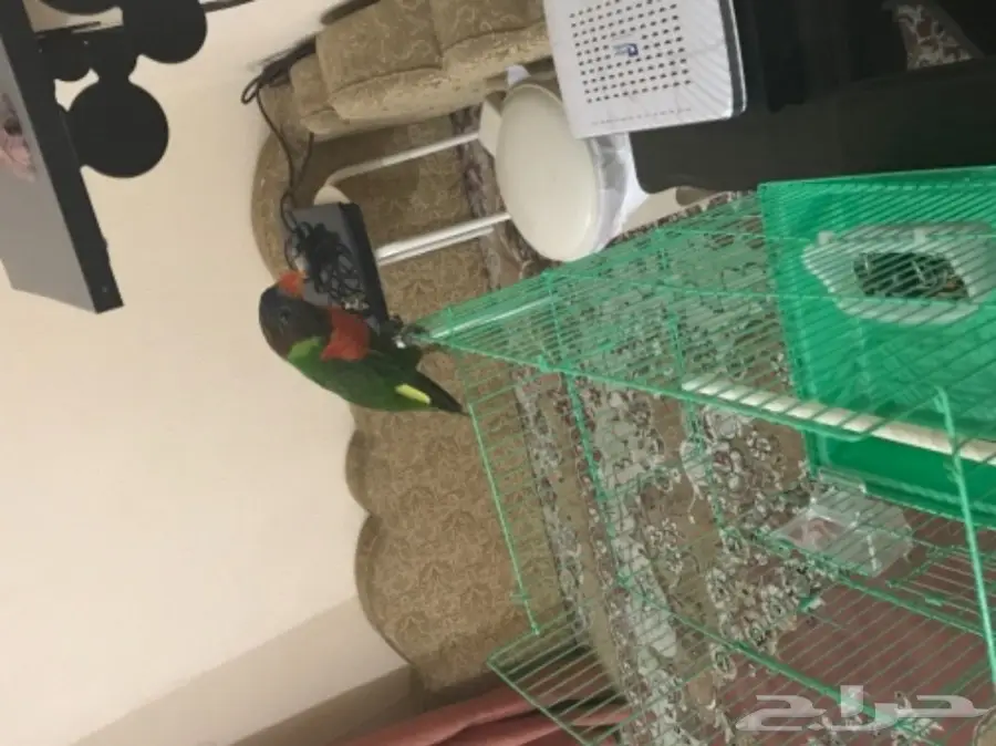 فرخ بغبغاء لوري ريمبو  (image 1)