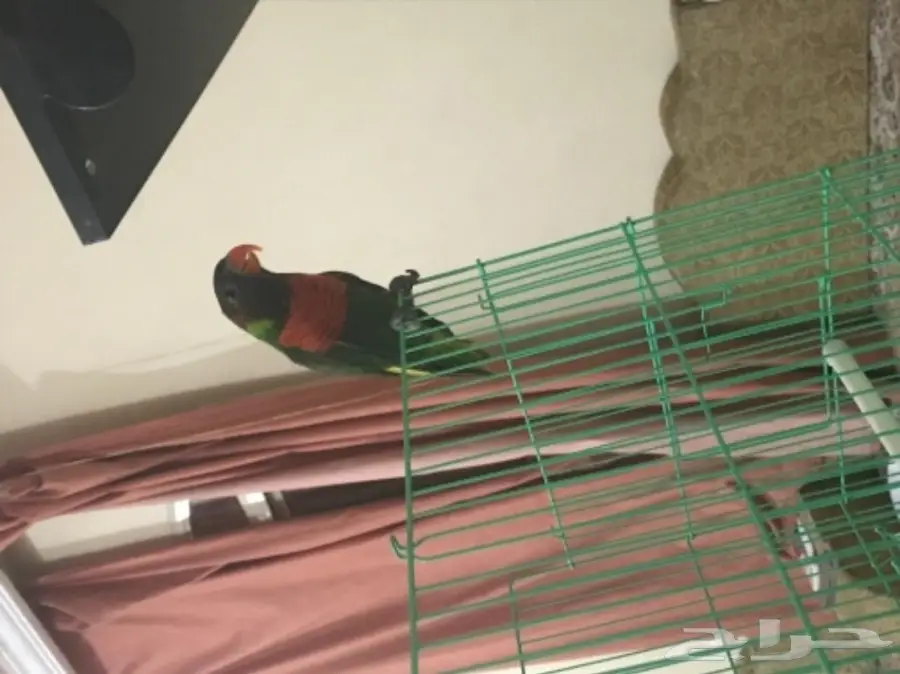 فرخ بغبغاء لوري ريمبو  (image 2)