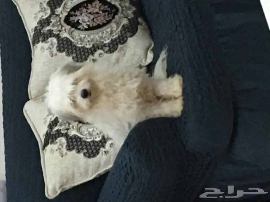 كلب مالتيز للبيع (image 1)