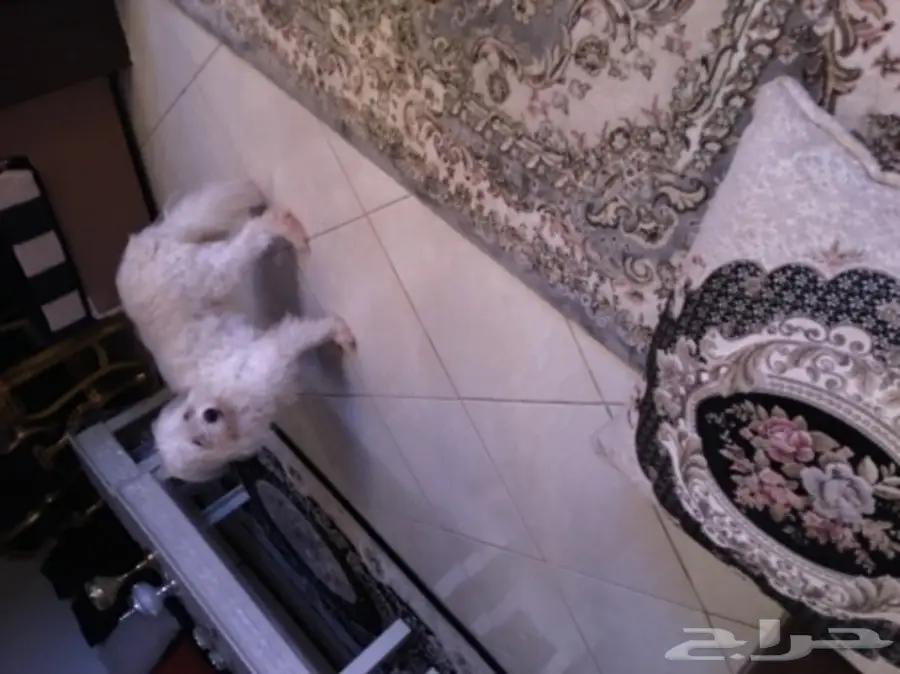 كلب مالتيز للبيع (image 2)