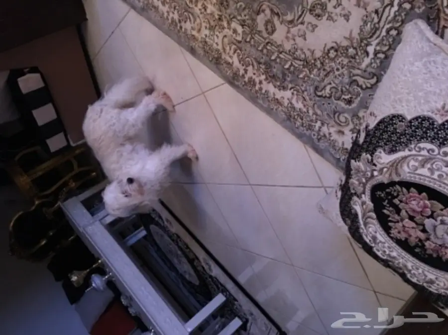 كلب مالتيز للبيع (image 3)