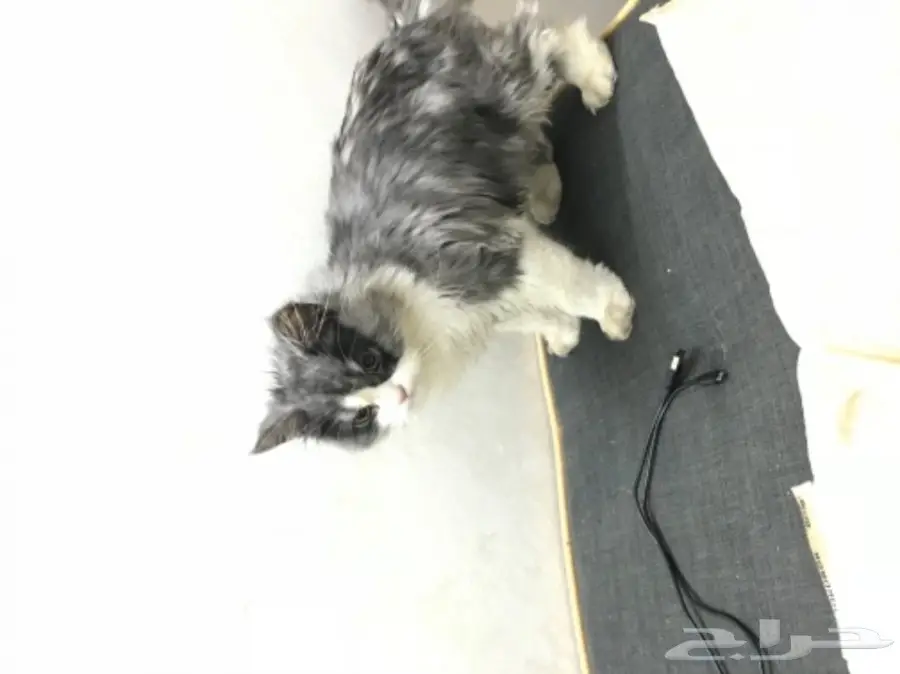 قطتي بسبب اني مشغوله البيع اليوم فقط 