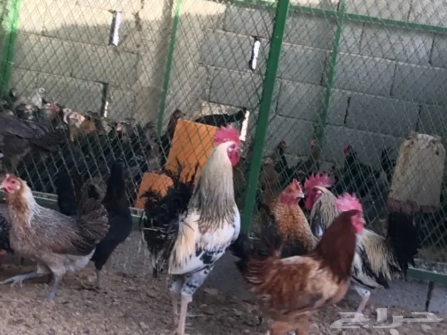 دجاج بلدي بياض