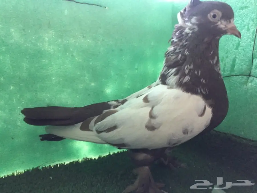 حمام ايراني 