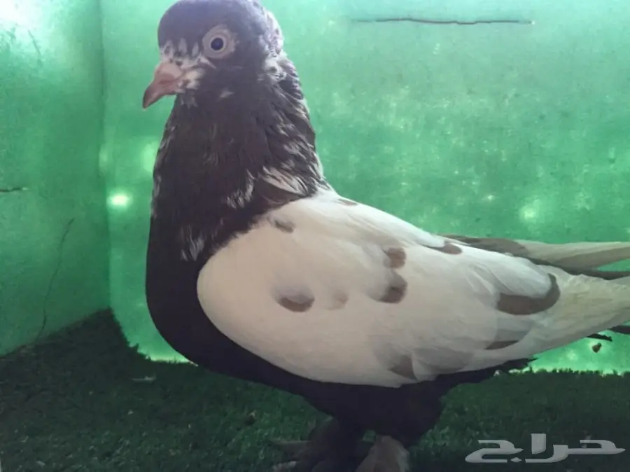 حمام ايراني  (image 1)