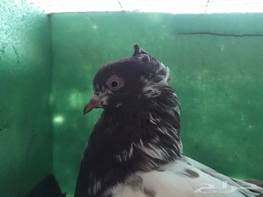 حمام ايراني  (image 2)