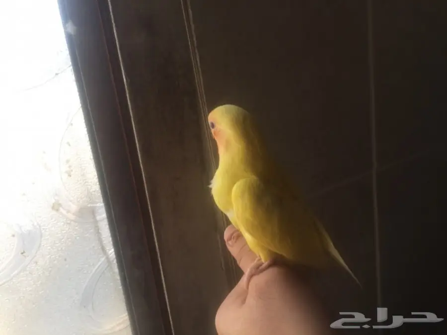 فرخ روز لاتينو عيون حمر لهواة التميز والولافه