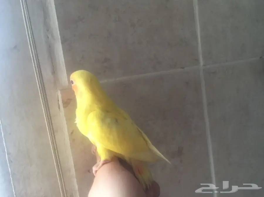 فرخ روز لاتينو عيون حمر لهواة التميز والولافه (image 1)