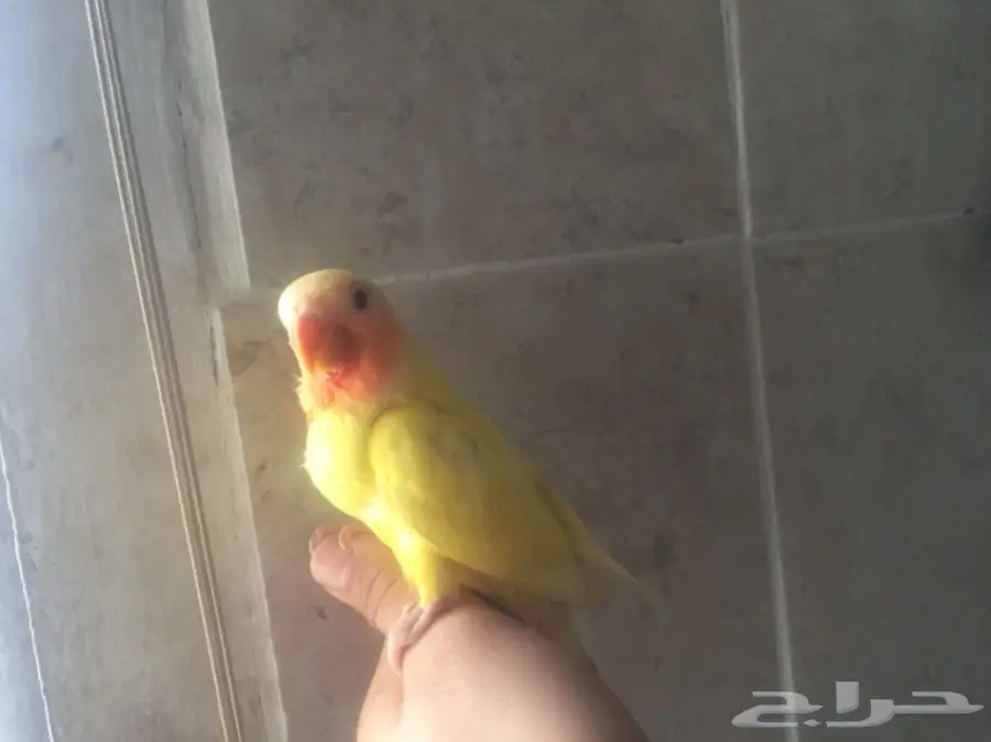 فرخ روز لاتينو عيون حمر لهواة التميز والولافه (image 2)