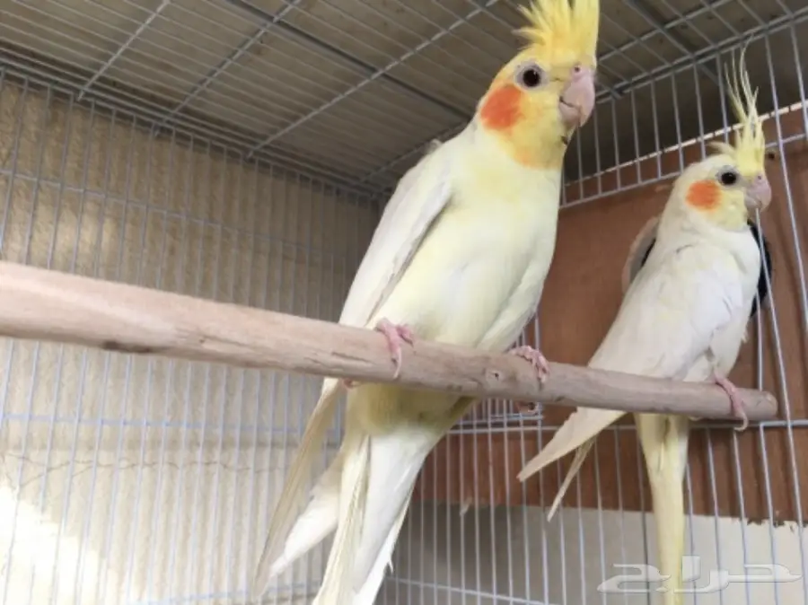 زوج كروان لاتينو مميز