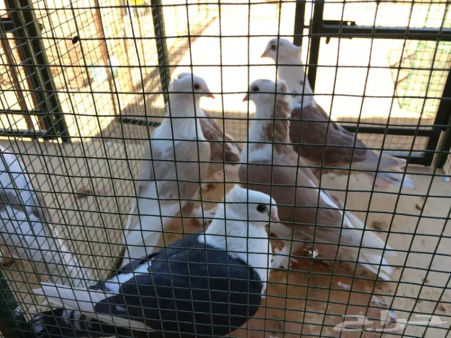 حمام مكاتيف