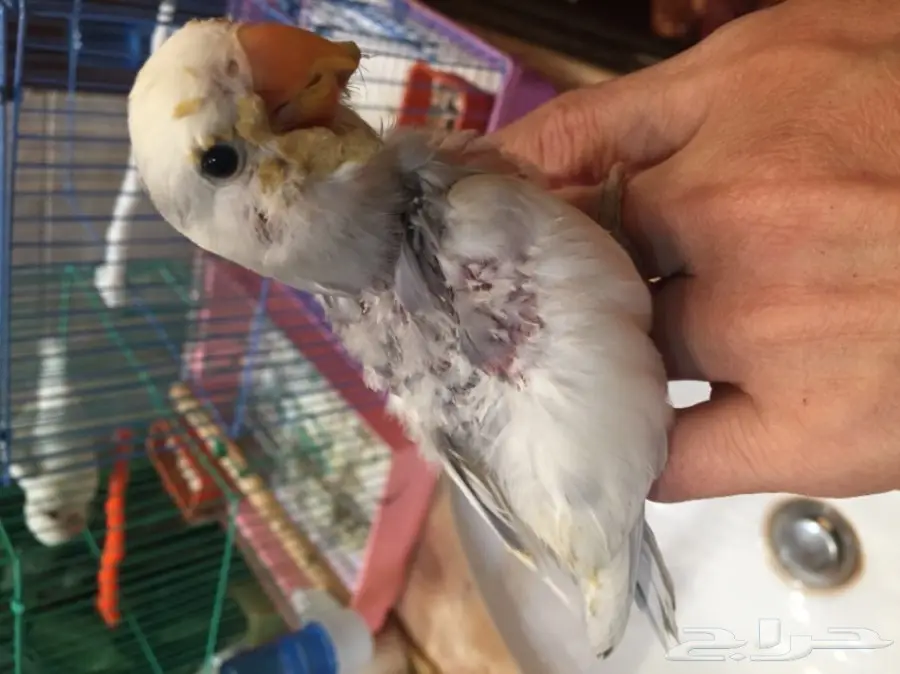 فرخ روز غر لون مميز