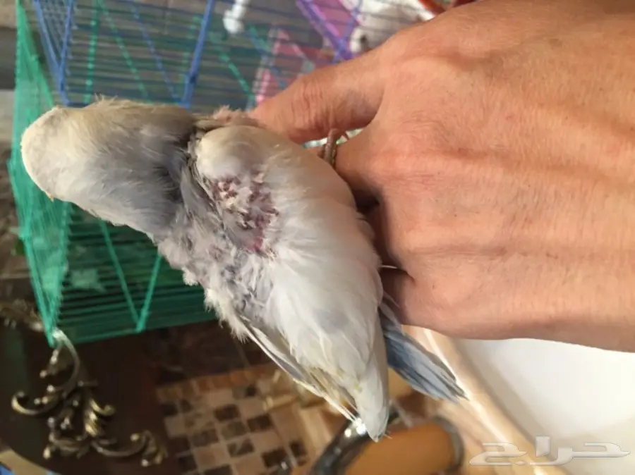 فرخ روز غر لون مميز (image 1)