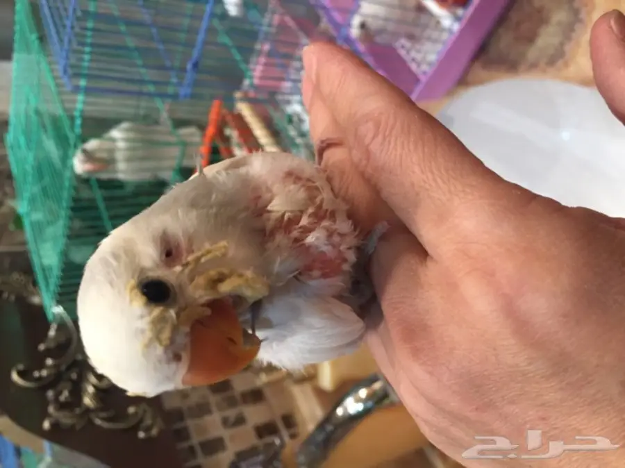 فرخ روز غر لون مميز (image 2)