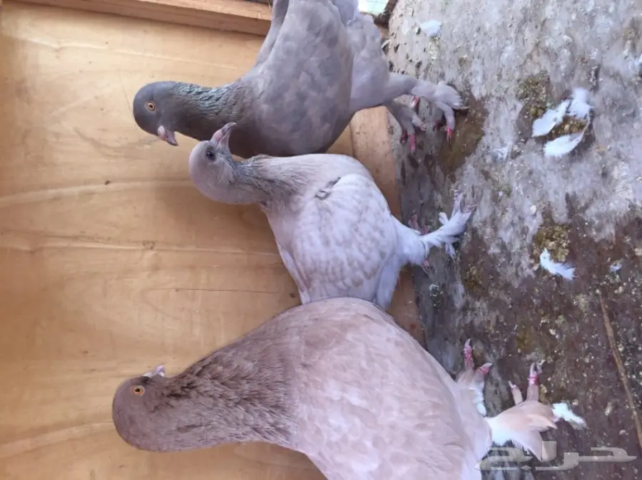 جوز تركي بإنتاجه وجوز شامي بإنتاجه