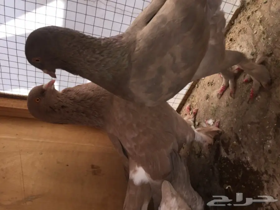 جوز تركي بإنتاجه وجوز شامي بإنتاجه (image 1)