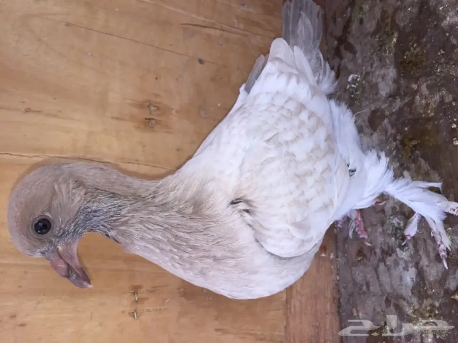 جوز تركي بإنتاجه وجوز شامي بإنتاجه (image 2)