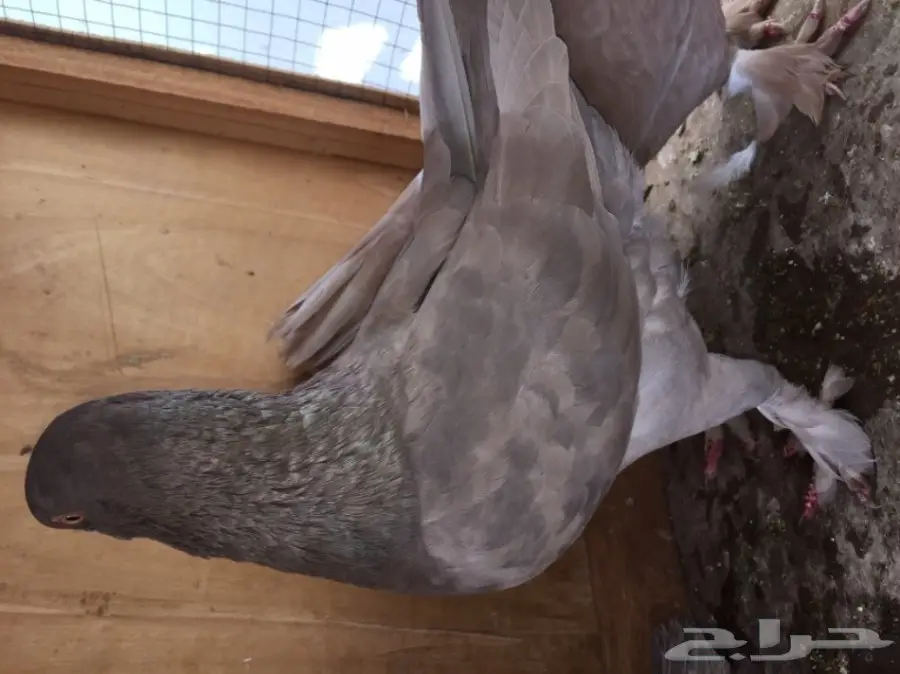 جوز تركي بإنتاجه وجوز شامي بإنتاجه (image 3)