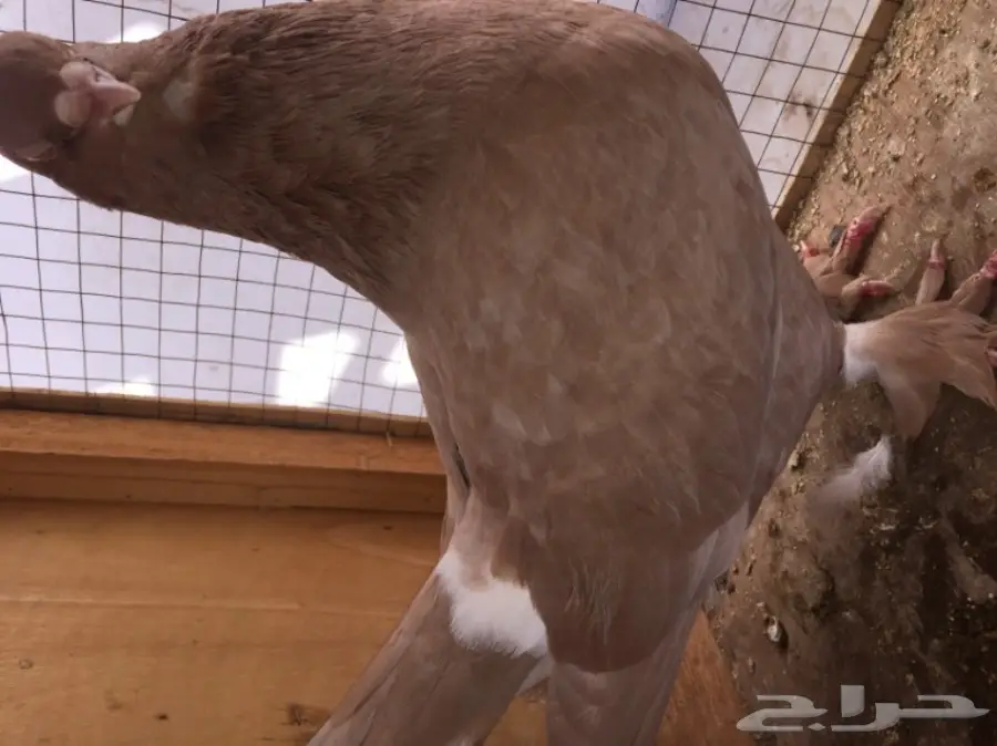 جوز تركي بإنتاجه وجوز شامي بإنتاجه (image 4)