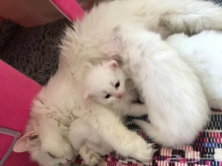 قطط للبيع 4 اسابيع العمر 