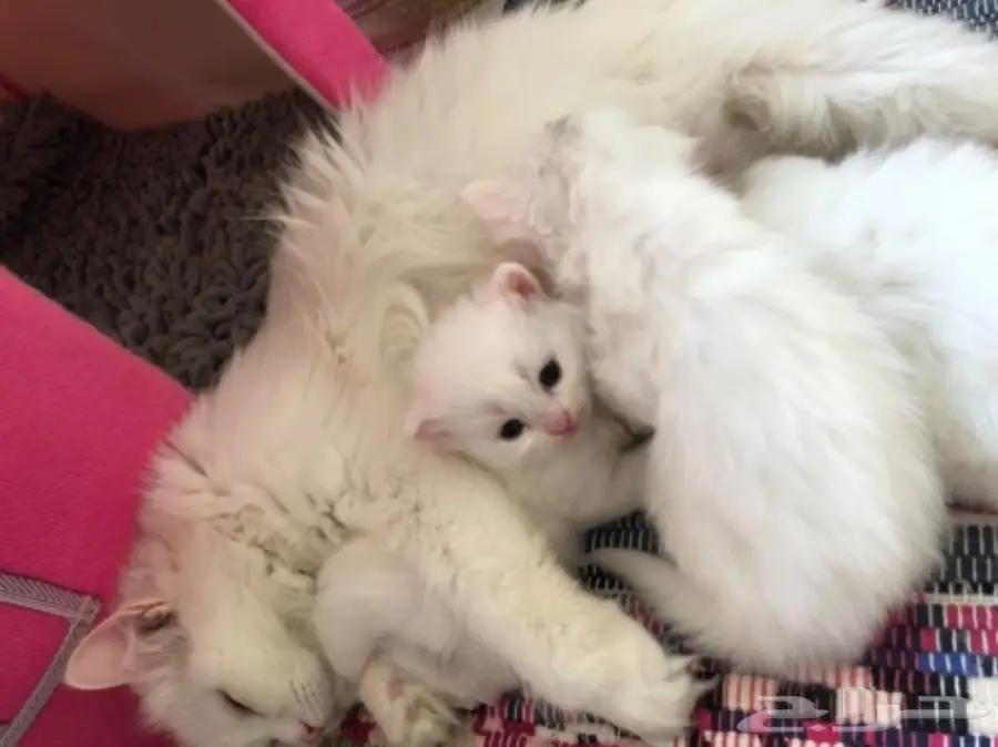 قطط للبيع 4 اسابيع العمر  (image 1)