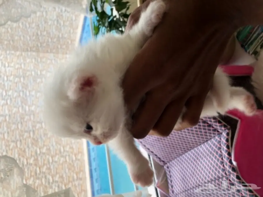 قطط للبيع 4 اسابيع العمر  (image 2)