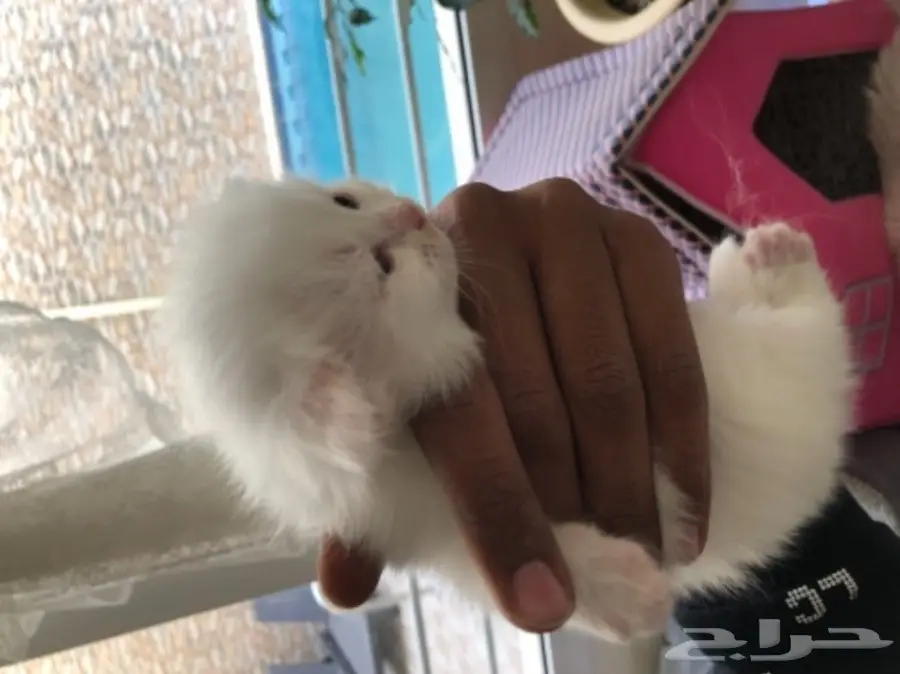 قطط للبيع 4 اسابيع العمر  (image 5)