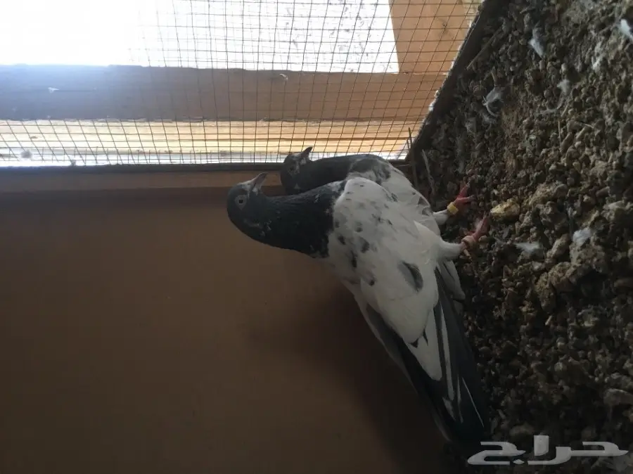 للبيع 15 جوز -تيدي - كاسوري - هاره - دابا علي