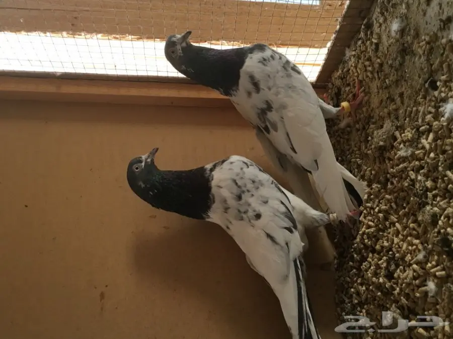 للبيع 15 جوز -تيدي - كاسوري - هاره - دابا علي (image 1)