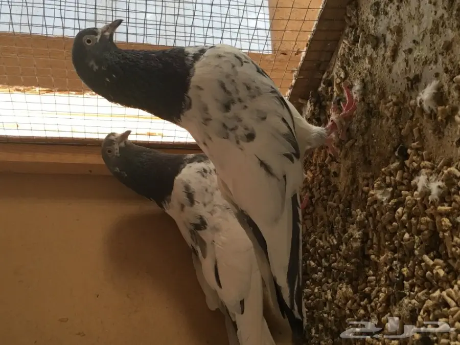 للبيع 15 جوز -تيدي - كاسوري - هاره - دابا علي (image 2)