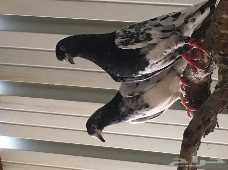 للبيع 15 جوز -تيدي - كاسوري - هاره - دابا علي (image 4)