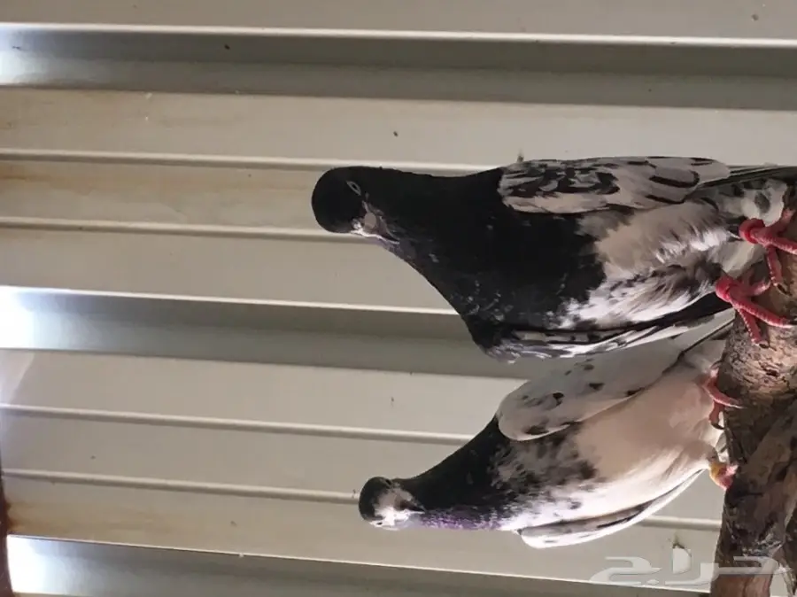 للبيع 15 جوز -تيدي - كاسوري - هاره - دابا علي (image 5)