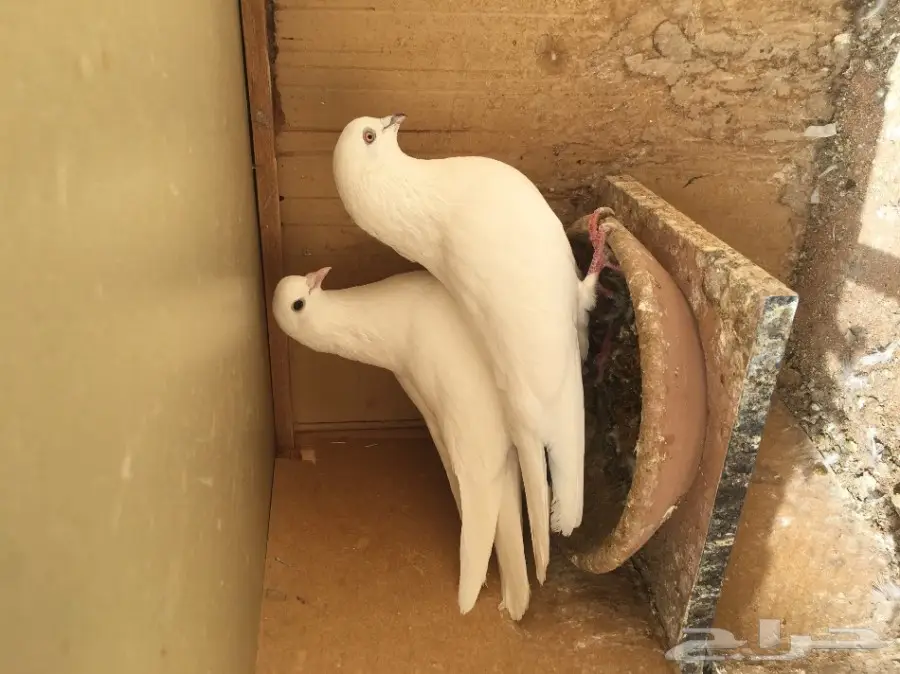 للبيع 15 جوز -تيدي - كاسوري - هاره - دابا علي (image 7)