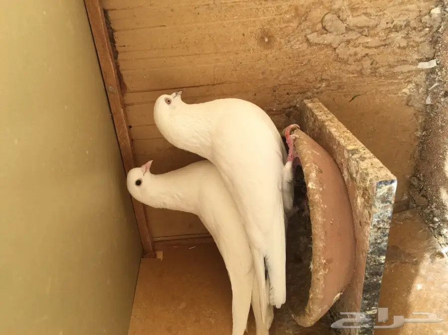 للبيع 15 جوز -تيدي - كاسوري - هاره - دابا علي (image 8)