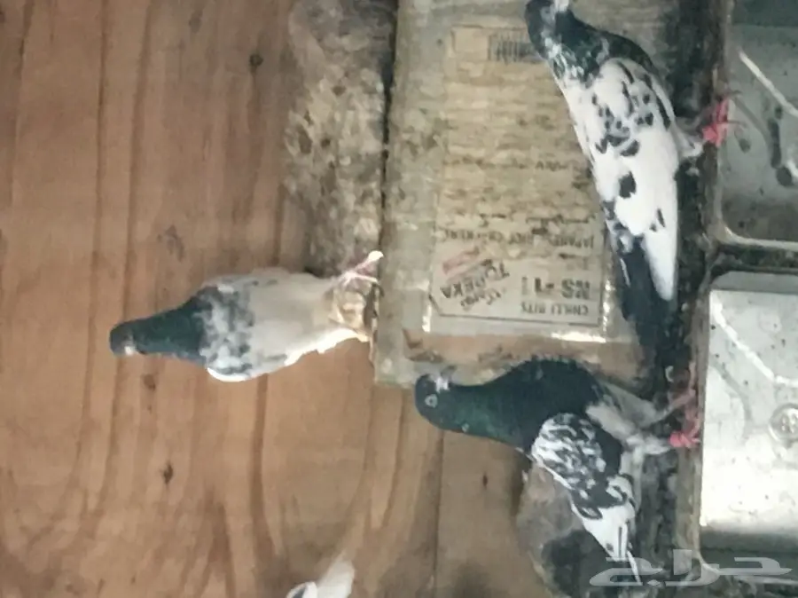 للبيع 15 جوز -تيدي - كاسوري - هاره - دابا علي (image 9)