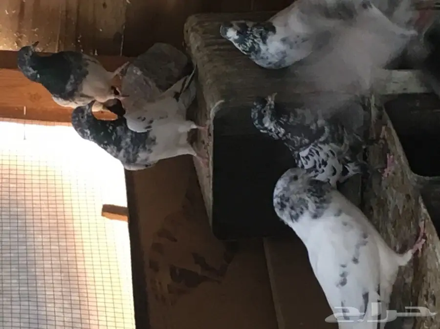 للبيع 15 جوز -تيدي - كاسوري - هاره - دابا علي (image 10)