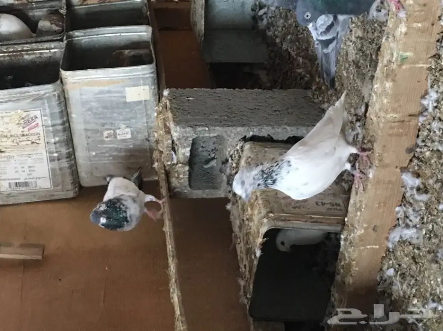 للبيع 15 جوز -تيدي - كاسوري - هاره - دابا علي (image 11)