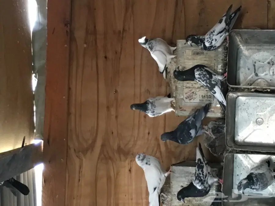 للبيع 15 جوز -تيدي - كاسوري - هاره - دابا علي (image 12)