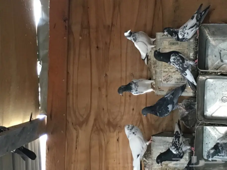 للبيع 15 جوز -تيدي - كاسوري - هاره - دابا علي (image 13)