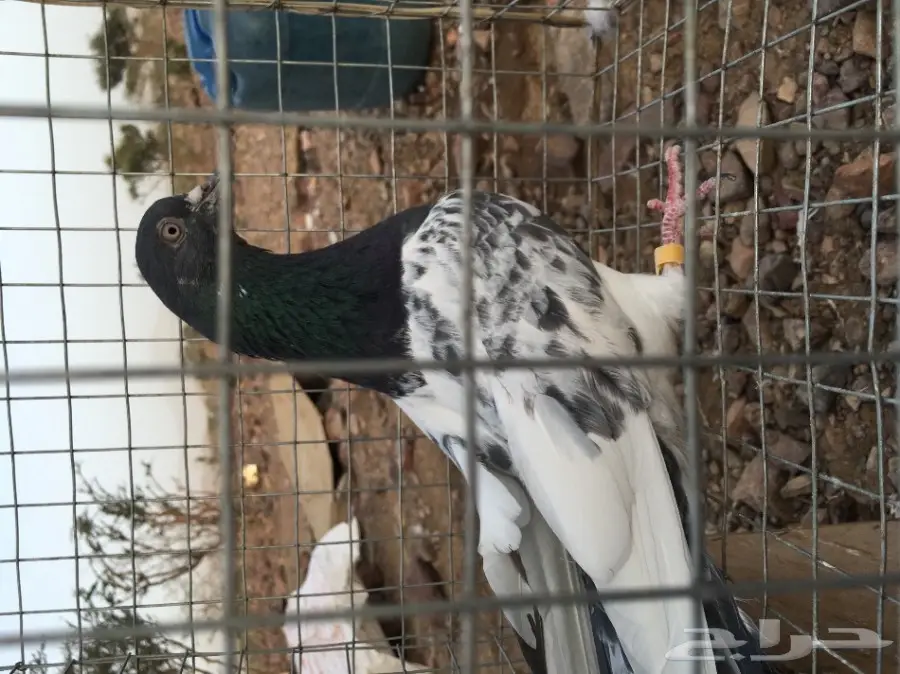 للبيع 15 جوز -تيدي - كاسوري - هاره - دابا علي (image 14)