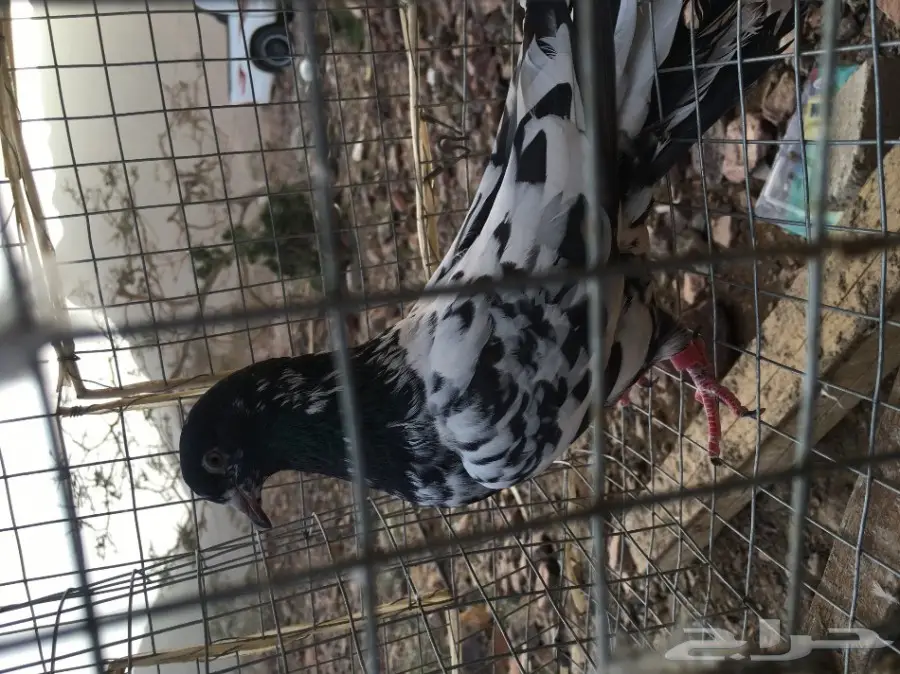 للبيع 15 جوز -تيدي - كاسوري - هاره - دابا علي (image 15)