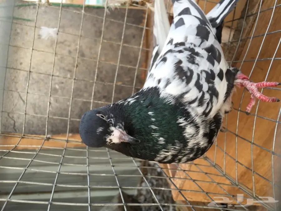 للبيع 15 جوز -تيدي - كاسوري - هاره - دابا علي (image 16)