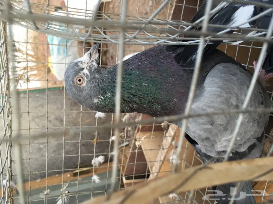 للبيع 15 جوز -تيدي - كاسوري - هاره - دابا علي (image 17)