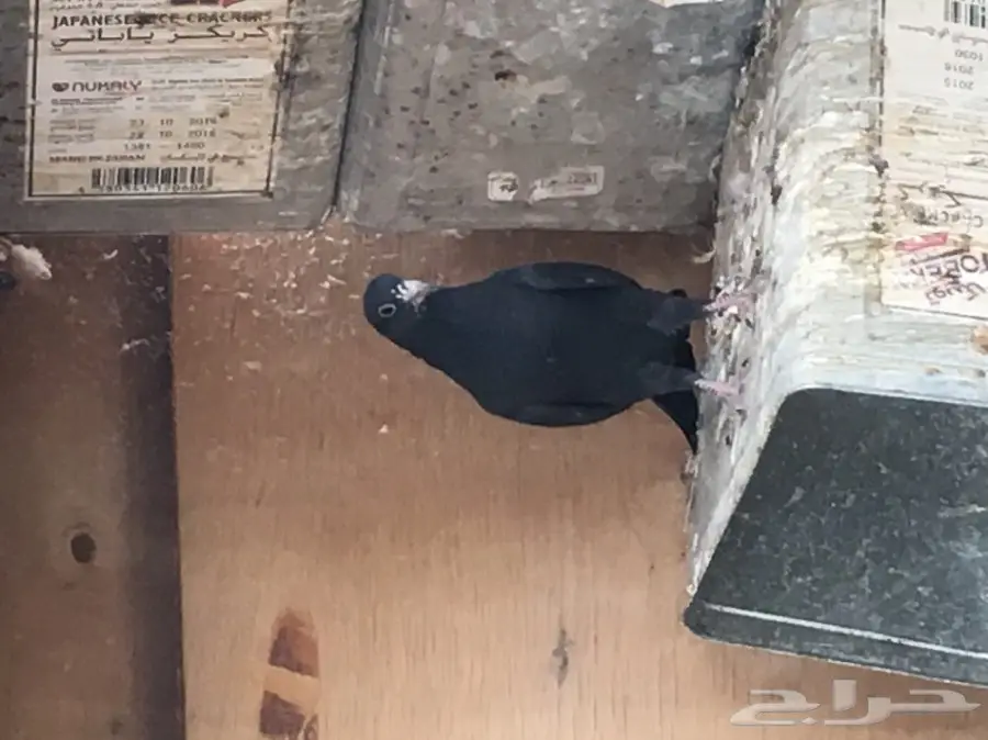 للبيع 15 جوز -تيدي - كاسوري - هاره - دابا علي (image 19)