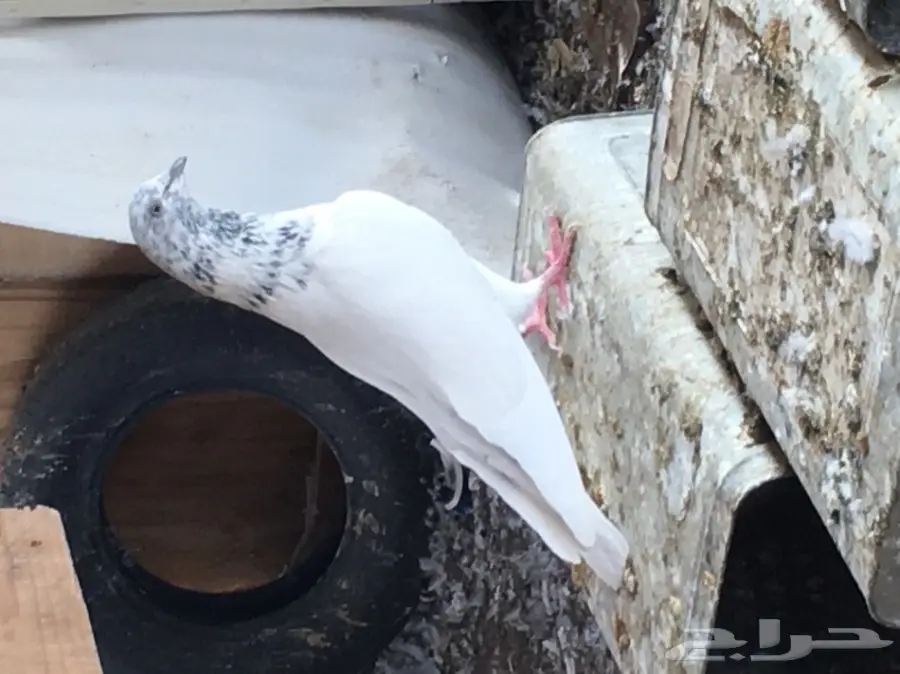 للبيع 15 جوز -تيدي - كاسوري - هاره - دابا علي (image 20)