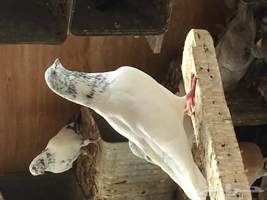 للبيع 15 جوز -تيدي - كاسوري - هاره - دابا علي (image 21)