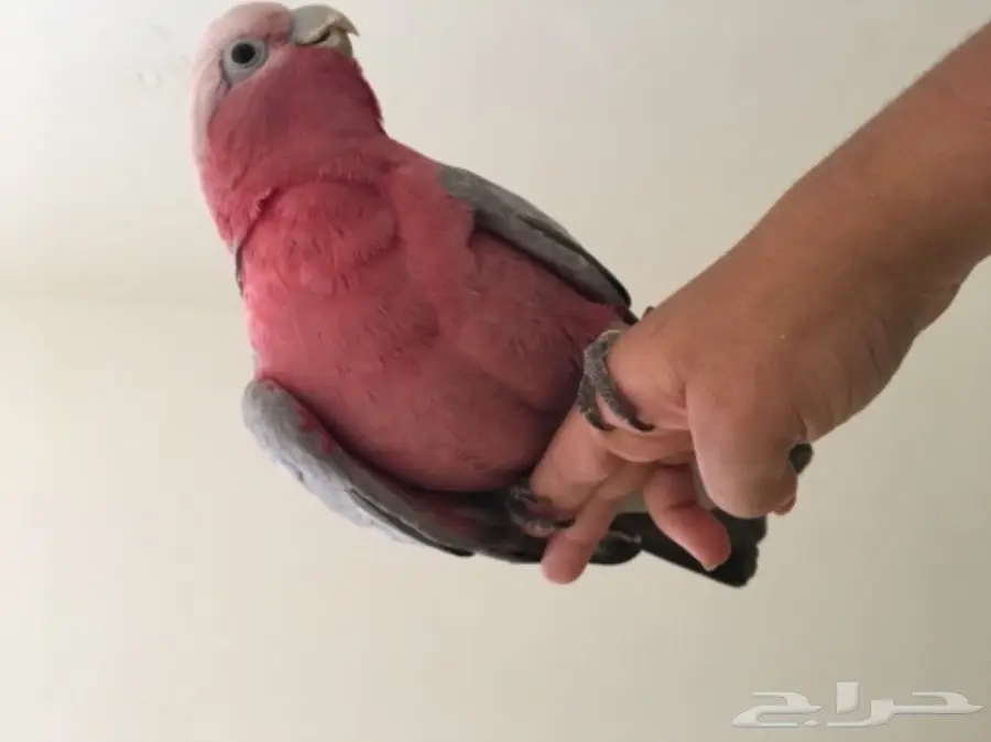 كوكاتو قالا اليفه ع سوم